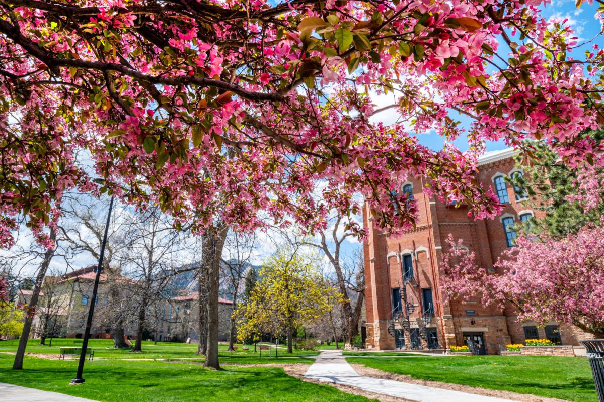 Pink spring flowers blossoming on tree in front of brick building